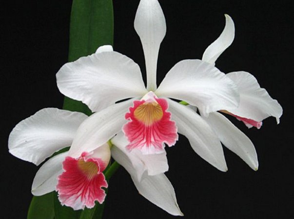 Orquídea  Laelia purpurata