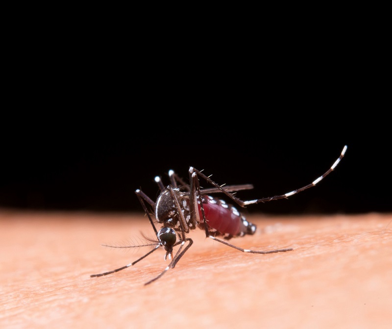  Mosquito Aedes aegypti, transmissor do vírus da dengue / Image de jcomp no Freepik