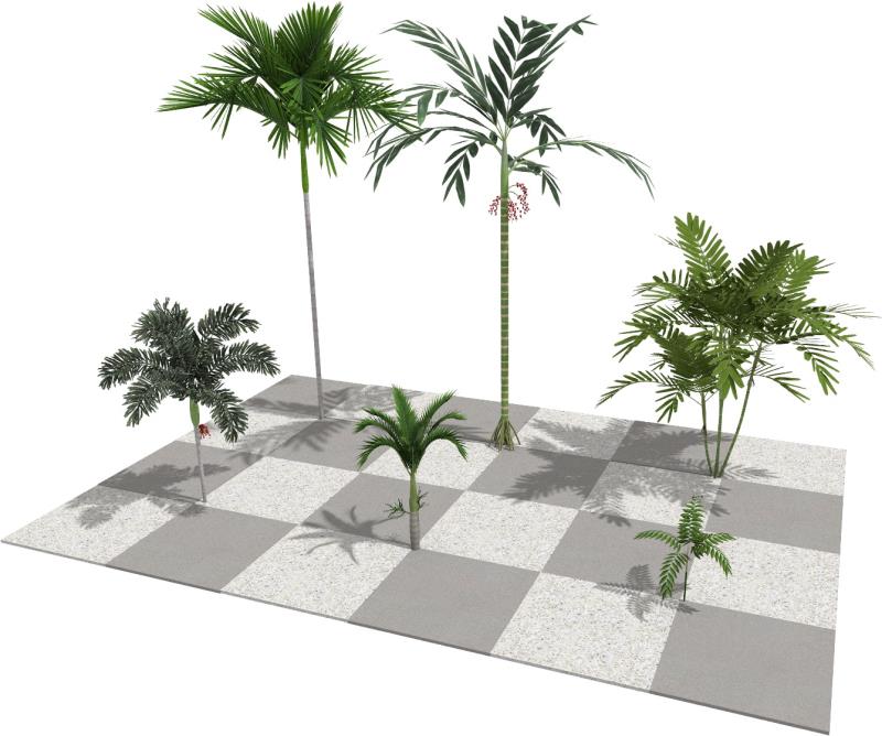 Imagem renderizada no VisualPLAN, palmeiras jovens.