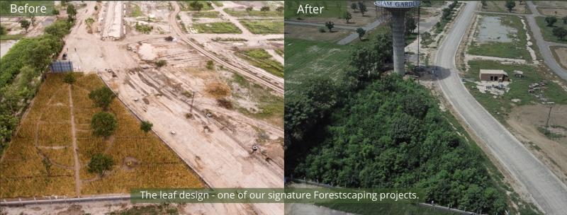 Antes e depois de reflorestamento pelo método de Miyawaki. Divulgação Afforest