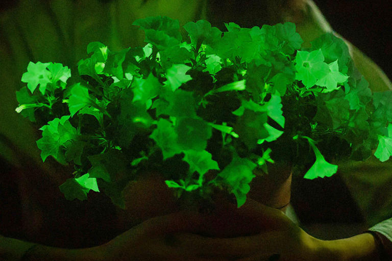 Plantas fluorescentes - o futuro da iluminação de jardim?