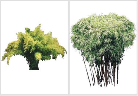 Bambusa gracilis - Bambuzinho-amarelo
