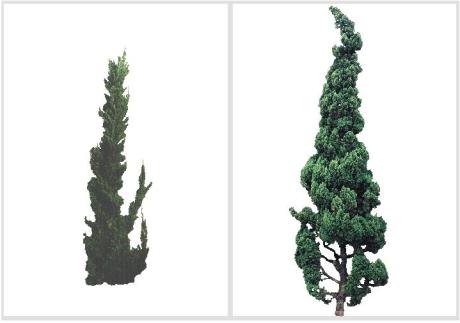 Juniperus chinensis - Kaizuka