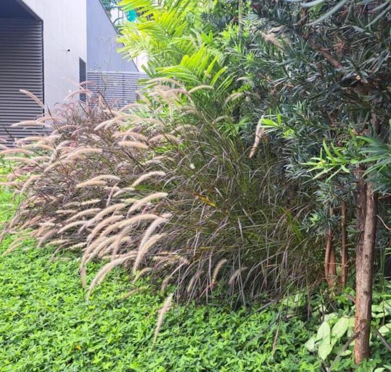 Projeto de paisagismo no Ed. Lumens