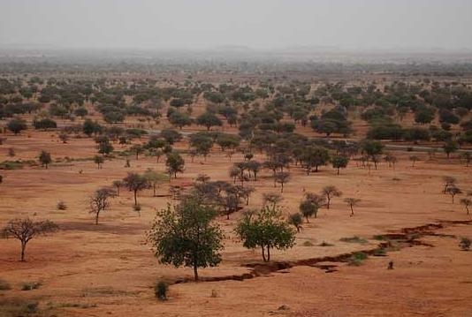 árvores morrendo em região subsaariana
