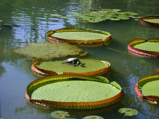 Plantas aquáticas para seus projetos de lagos ornamentais