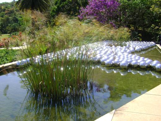 Plantas aquáticas para seus projetos de lagos ornamentais II