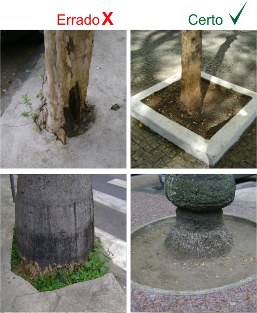 Arborização urbana