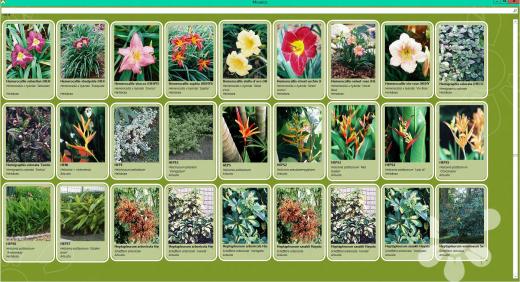Plantas ornamentais: Botânica para Paisagistas I