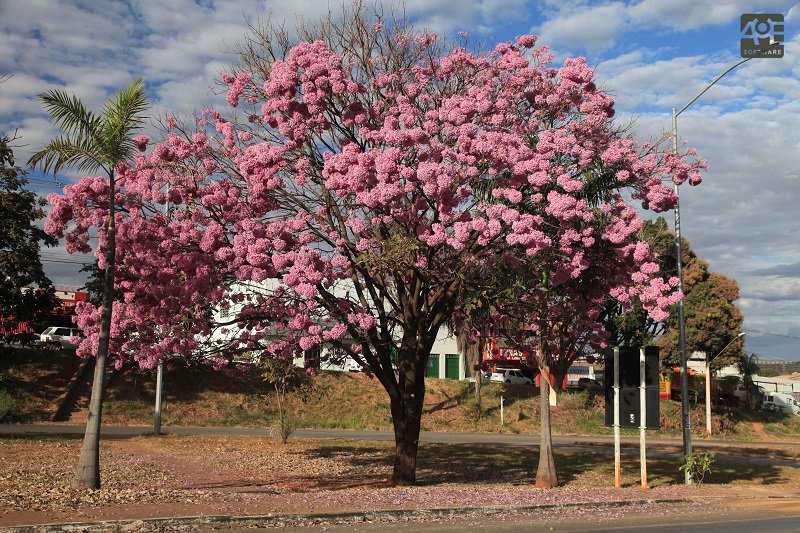 Handroanthus impetiginosus ou Tabebuia impetiginosa
