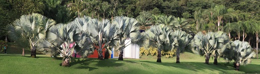 O uso das palmeiras no paisagismo