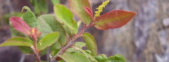 Nova espécie de planta é descoberta na Caatinga