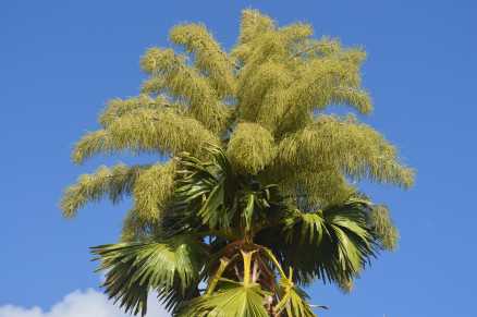 Palmeira rara floresce para morrer