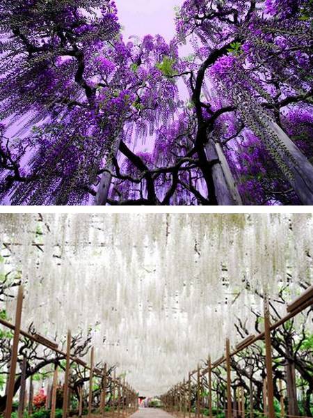 As belas glicínias do Ashikaga Flower Park - Japão