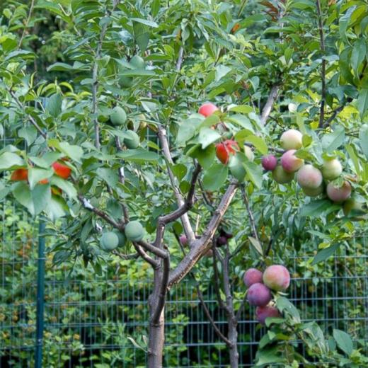 A árvore que produz 40 tipos de frutas