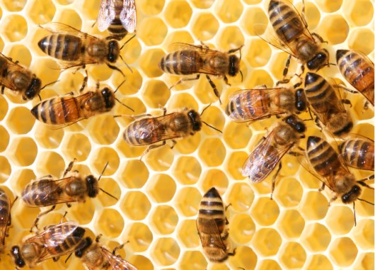 Eucalipto transgênico ameaça produção brasileira de mel