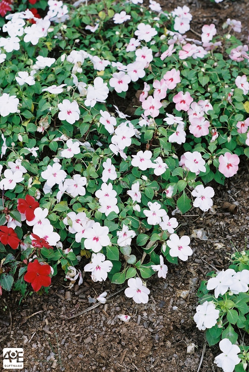 Maria-sem-vergonha (Impatiens Walleriana). Foto: Guilherme Motta