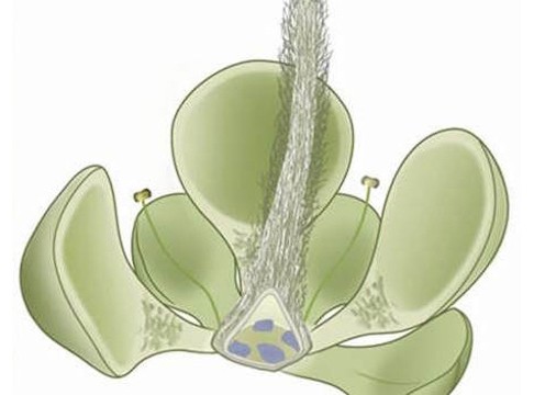 Euanthus panii a flor de 160 milhões de anos