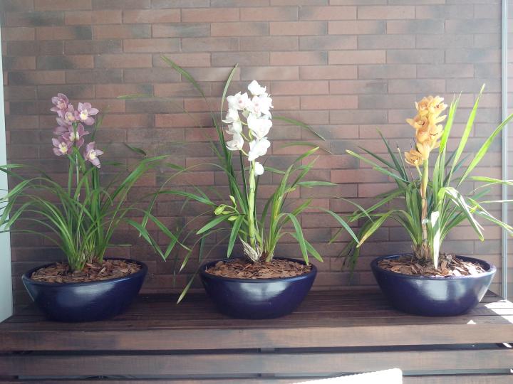 Paisagismo com Orquídeas