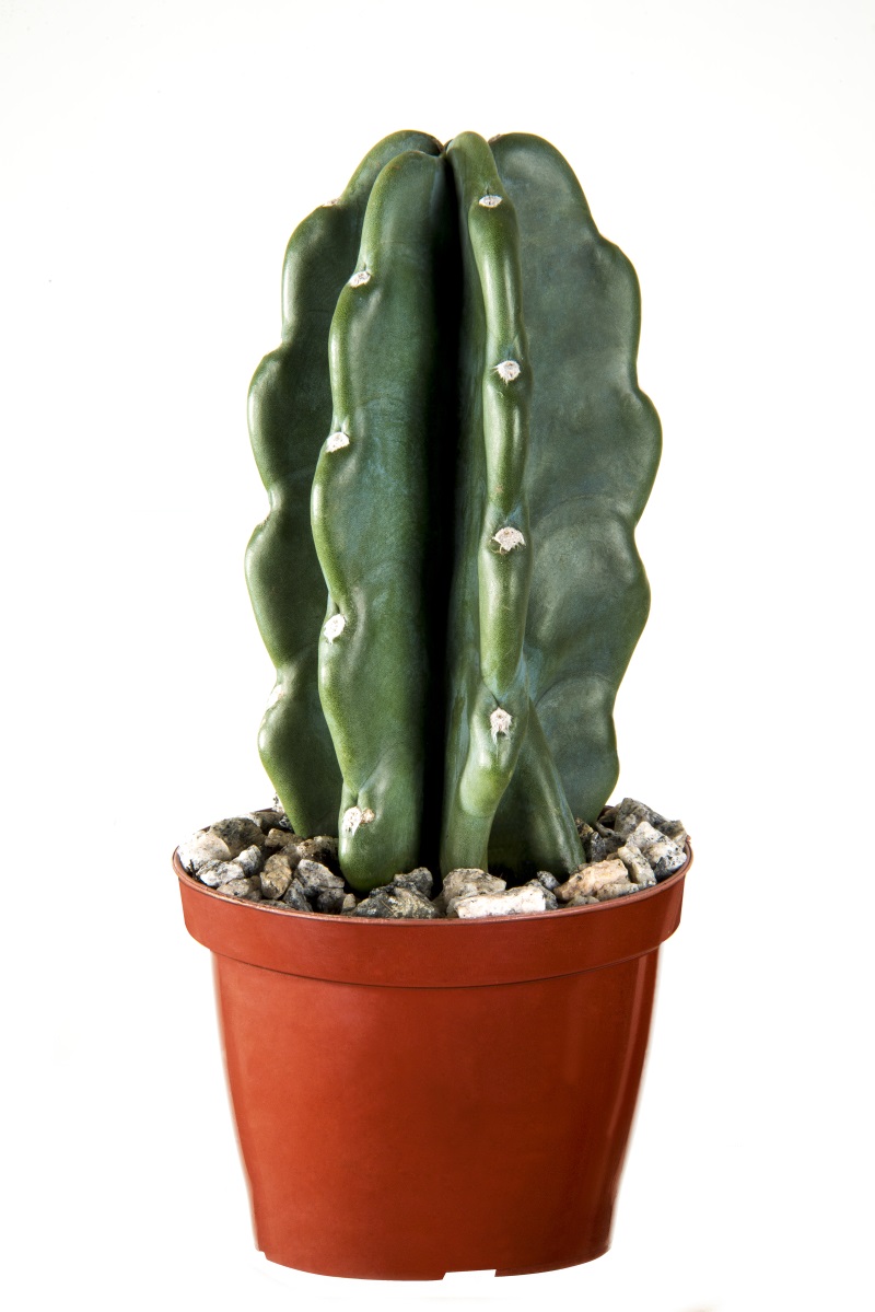  Cactus Mandacaru sem espinhos