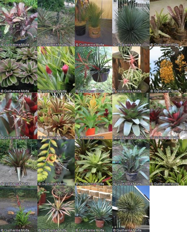 Publicamos mais 24 plantas para download, bromélias, dasilírios, yucas, confira!