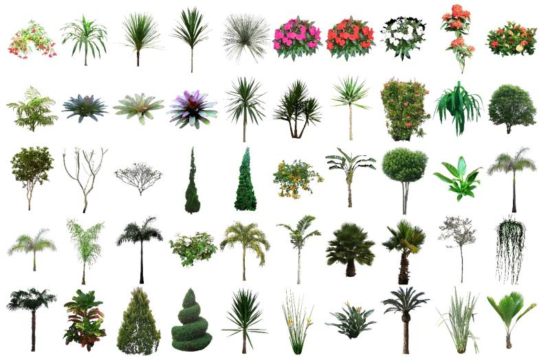 Terceira coleção de Mapas de plantas pelo Paisagista Maurício Escobar