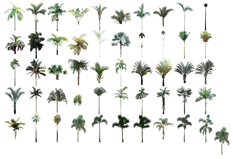 Coleção de mapas simétricos de palmeiras no PhotoLAND 1 de 2 