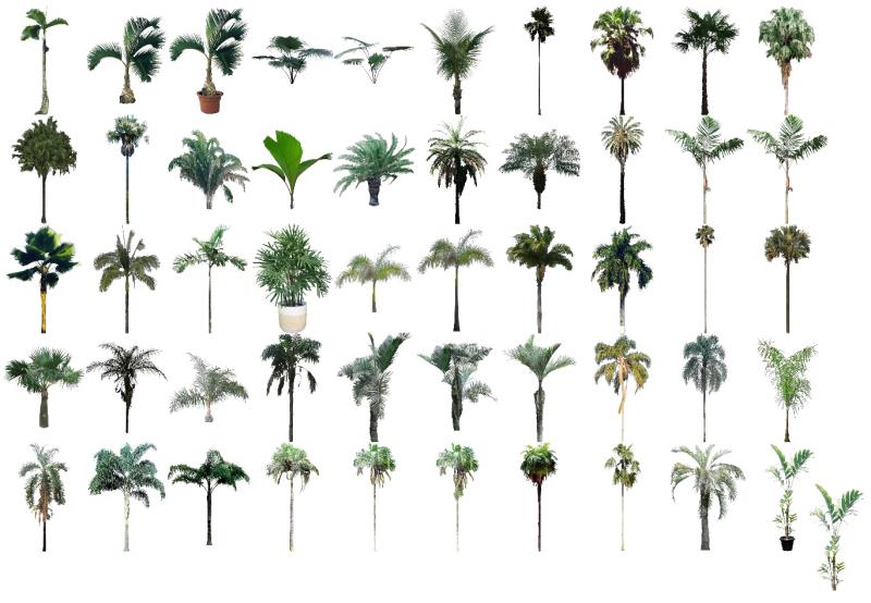 51 mapas de 35 espécies de palmeiras no PhotoLAND