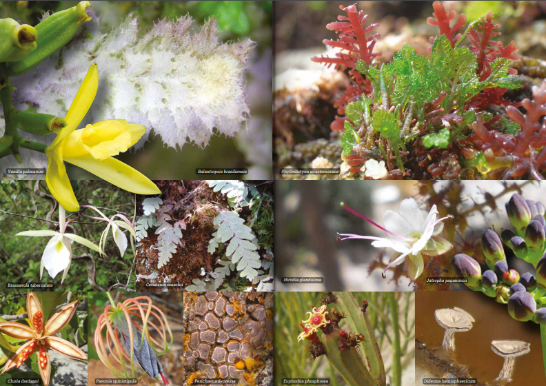 Imagem de plantas da publicação. Fonte: Flora do Brasil 2020