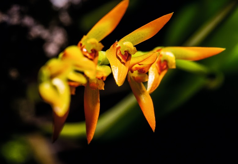 Orquídea Acianthera glumacea