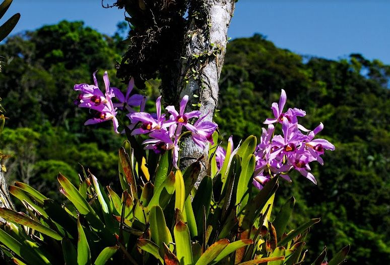 Orquídea Carianos