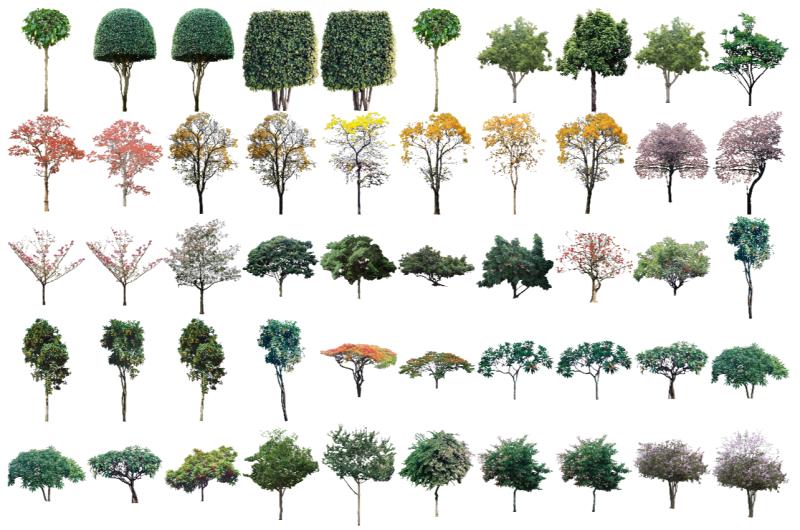 Mapas simétricos de árvores para download - junho 2021