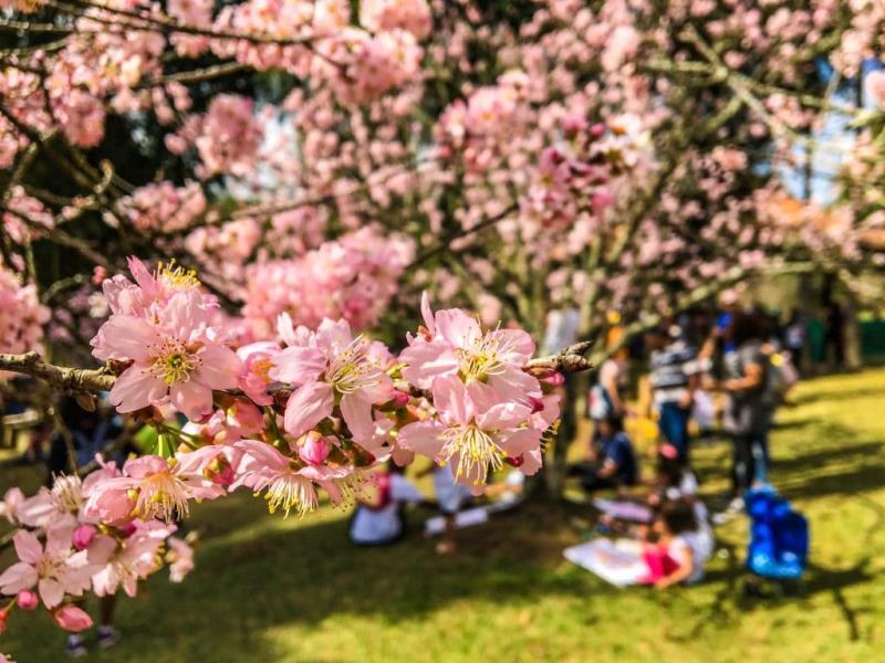 Temporada de floração das Cerejeiras