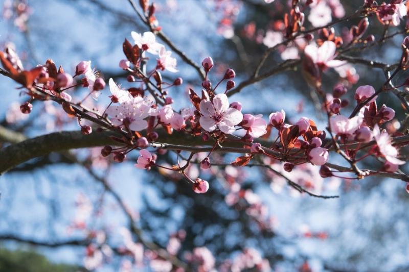 Floração da Sakura