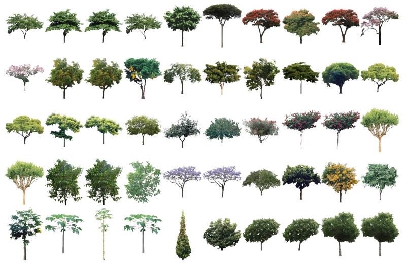 Mapas simétricos de árvores para download - julho 2021