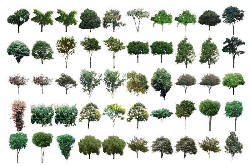 Coleção de Mapas - Árvores simétricas - 3