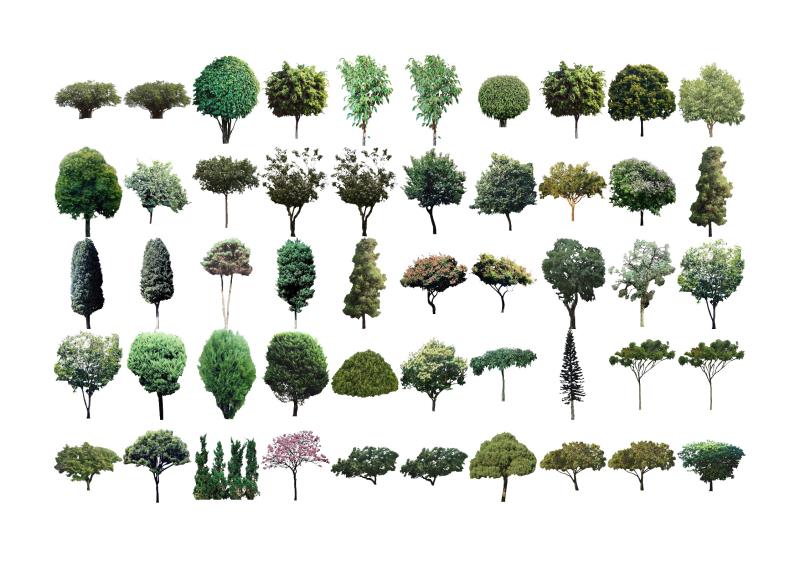 Coleção de Mapas - Árvores simétricas - 4