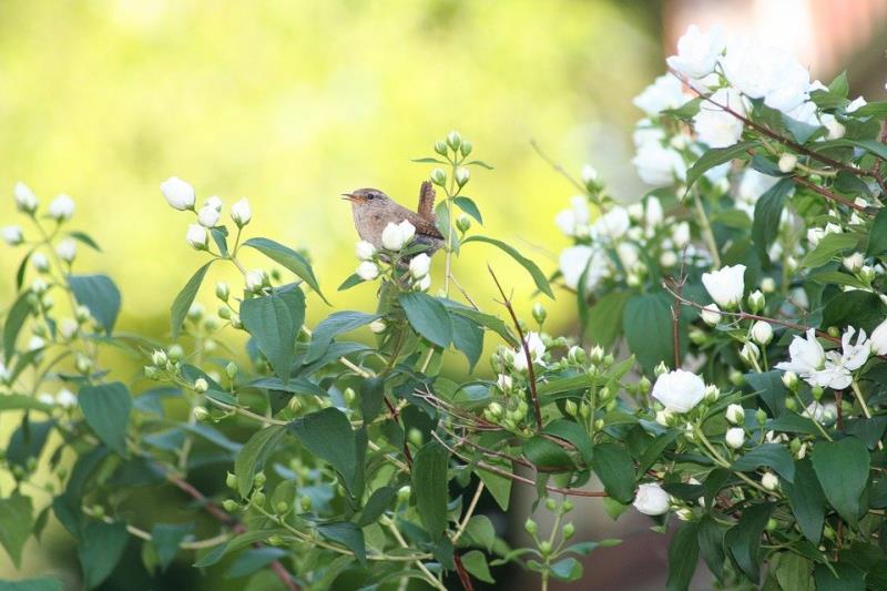 Birdscaping: Como atrair aves para o seu jardim