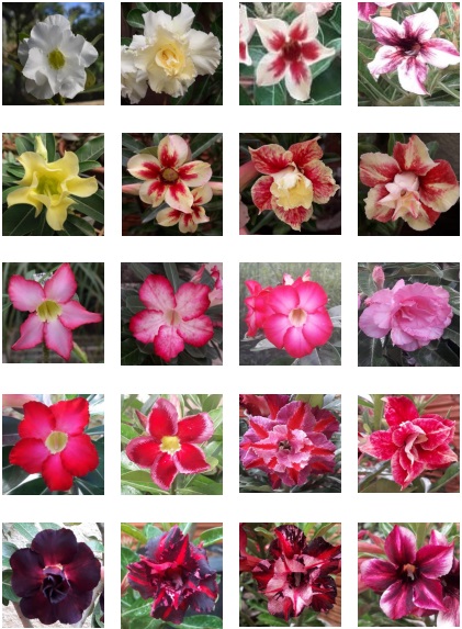Variações de cores das flores