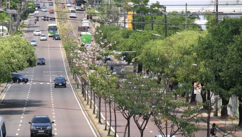 Arborização Urbana: Reestruturando o meio ambiente nas cidades