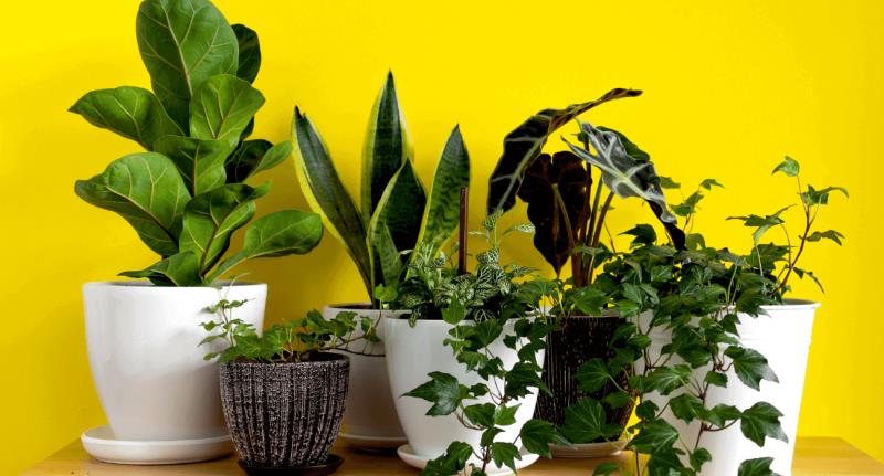 Paisagismo Indoor: 7 plantas para se cultivar em ambientes com pouco sol