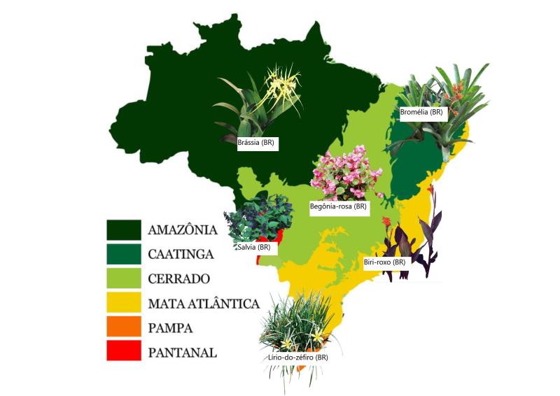 Flores da primavera de acordo com biomas brasileiros