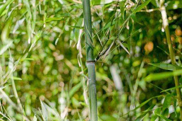 Bambu: do simbolismo de Sorte até seu uso no paisagismo