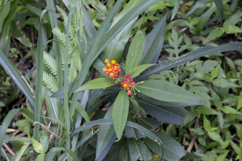 Asclepias curassavica L. Planta tóxica