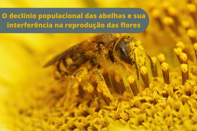 O declínio populacional das abelhas e sua interferência na reprodução das flores