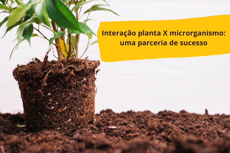 Interação planta X microrganismo: uma parceria de sucesso