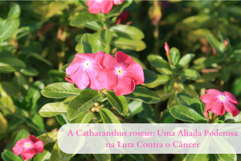 A Catharanthus roseus: Uma Aliada Poderosa na Luta Contra o Câncer
