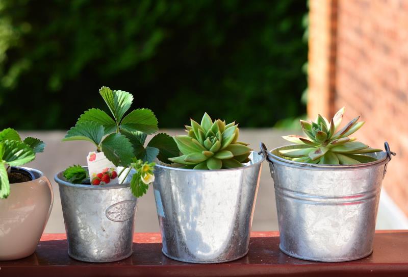  Vasos de planta em miniatura
