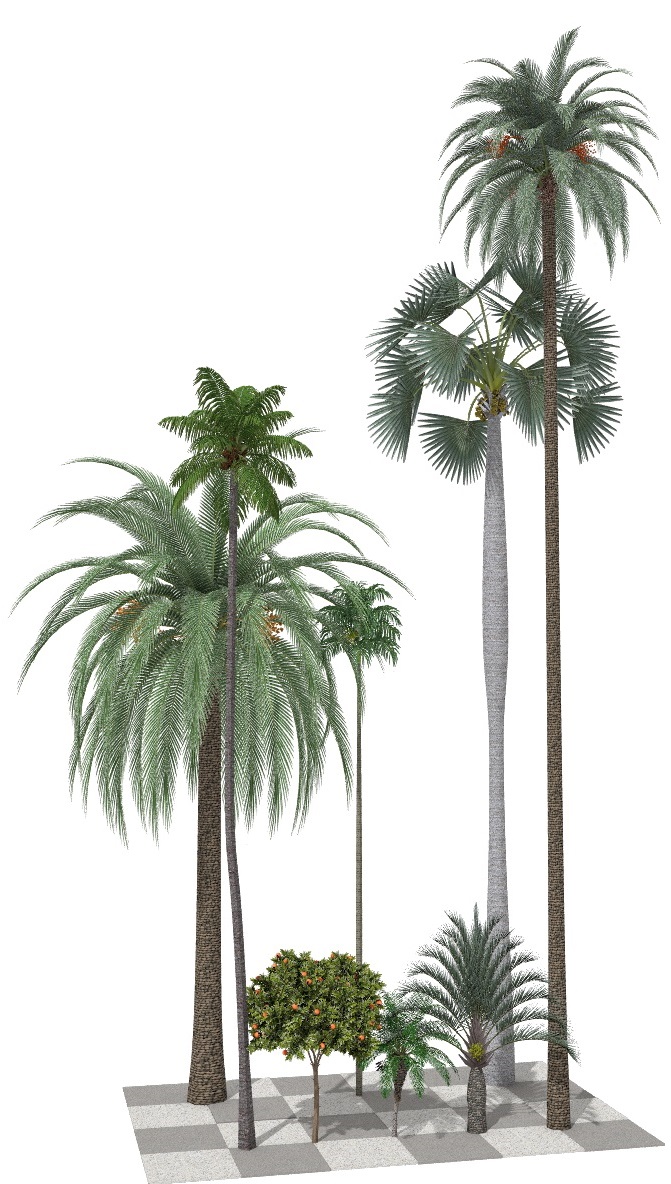Imagem renderizada no VisualPLAN, palmeiras adultas.