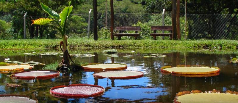Jardim Botânico de Bauru Recebe Certificação Internacional pelo Trabalho de Preservação de Plantas